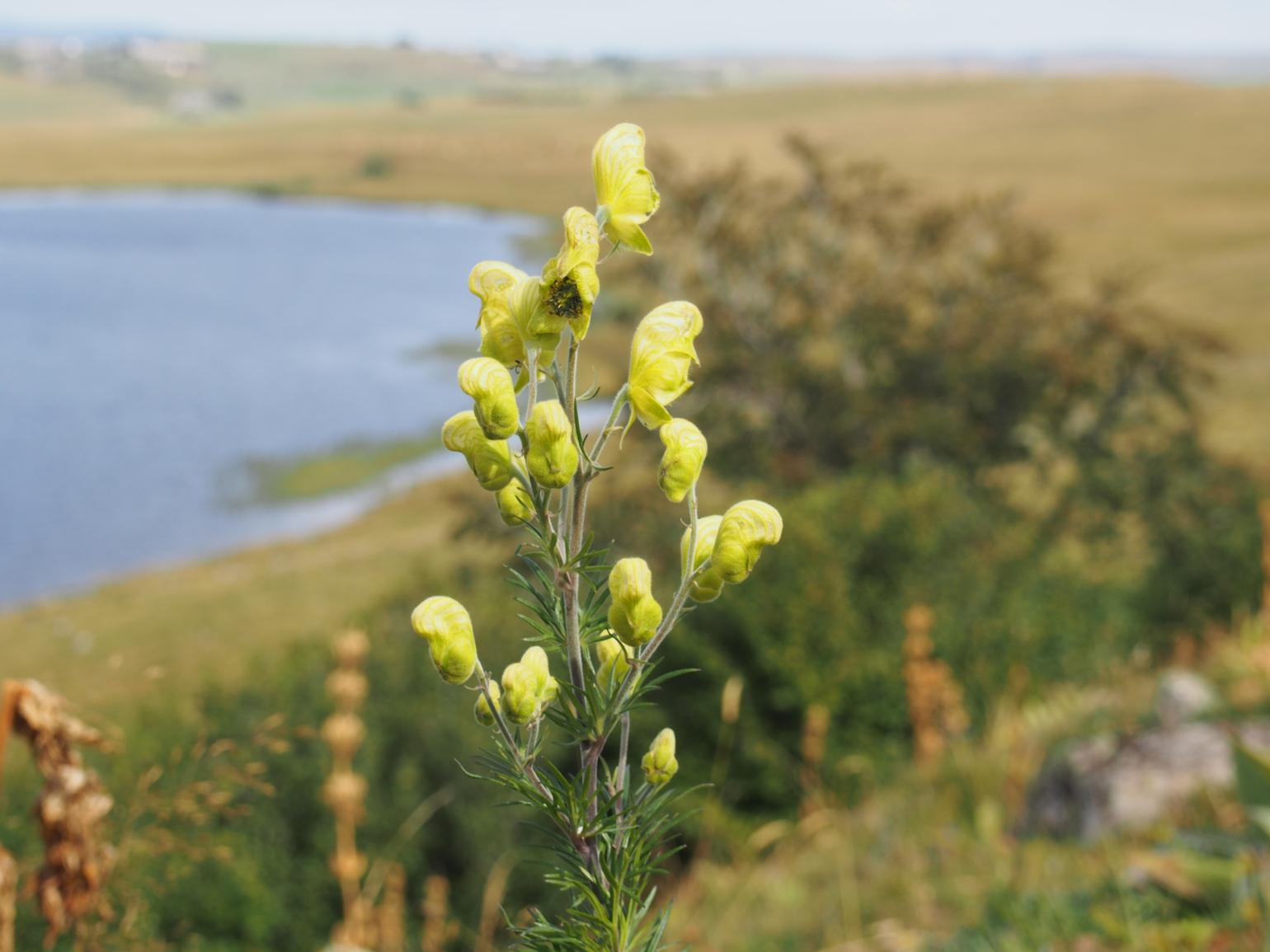 Wolfsbane, Healing